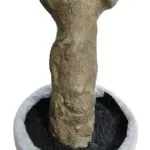 Large olive tree trunk Olive tree pot