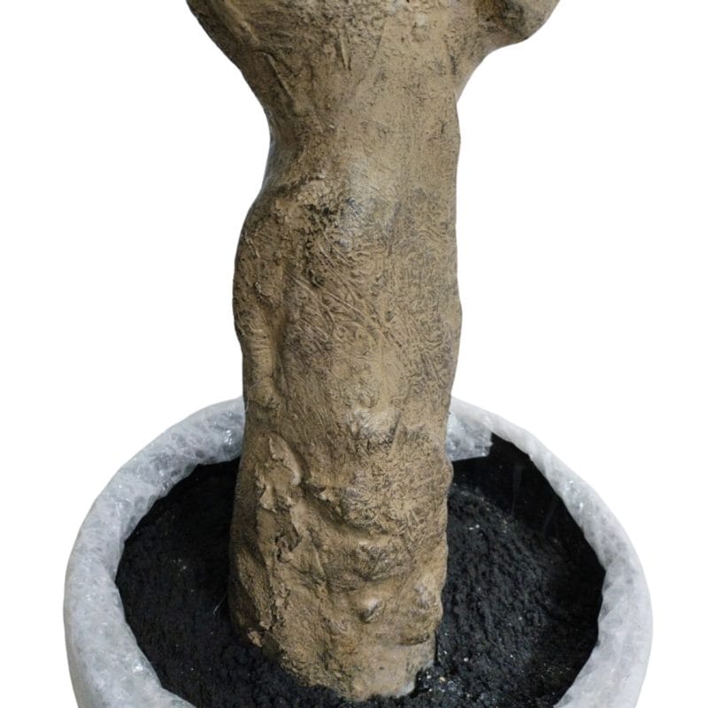 Maceta árbol olivo