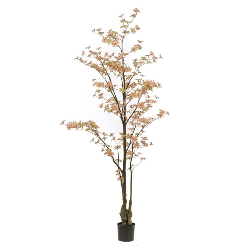 Arbre tropaeolum taronja