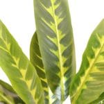 Difembachia 70 cm hojas Planta artificial dieffenbachia hojas