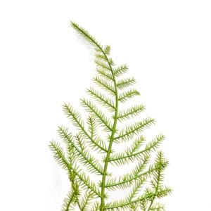 Asparagus ignífuga