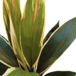 Cordyline detalle Rama Cordyline