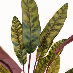 Dieffenbachia résistant au feu