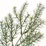 Green Springeri ignifugo