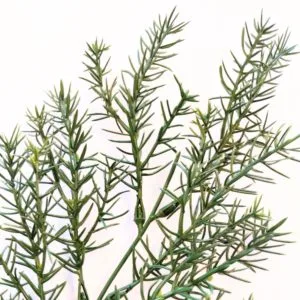 Green Springeri Ignífuga