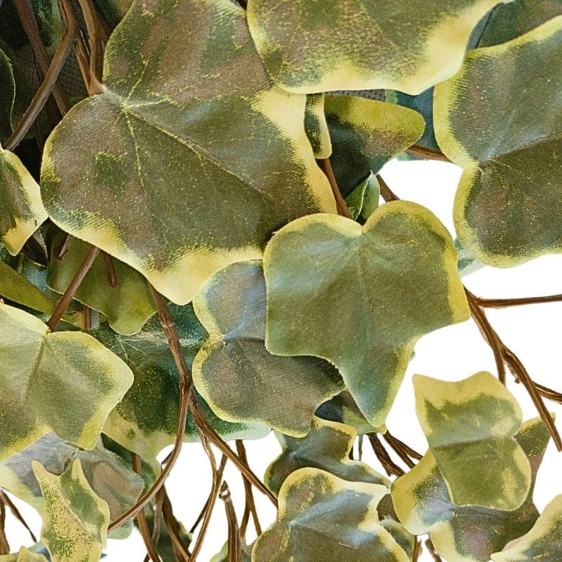 Planta colgante hiedra colgante