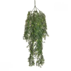 Planta colgante Green Springeri