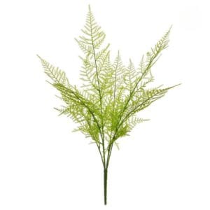 Rama asparagus ignífuga