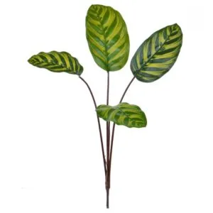 Rama Calathea Makoyana Ignífuga