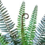 Rama helecho boston ignífugo