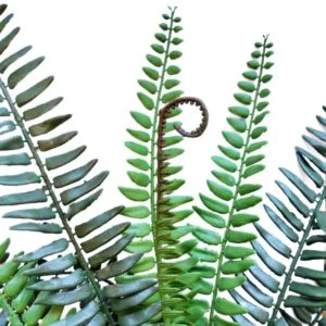 Rama helecho boston ignífugo