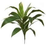 Rama artificial Cordyline Rama Cordyline Ignífuga