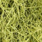 Planta colgante spanish moss ignífuga