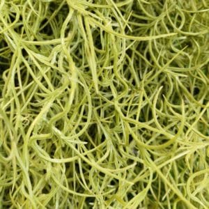 Planta colgante spanish moss ignífuga