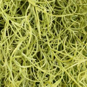 Planta colgante spanish moss ignífuga