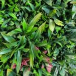New-exoticleaves