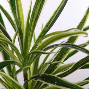 Rama de cinta artificial