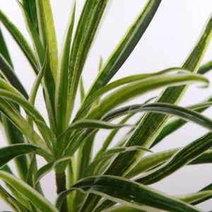 branche de ruban artificielle