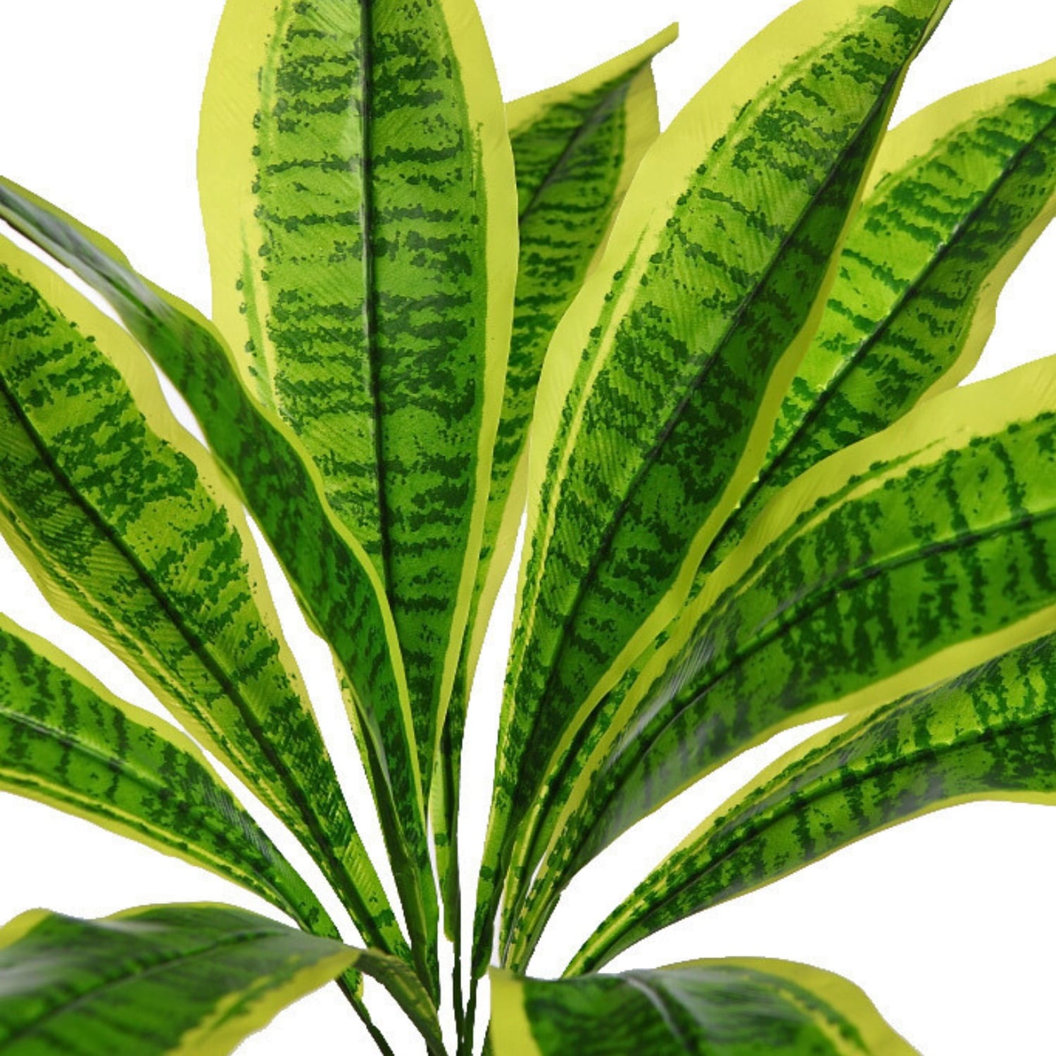 O Rame Rama de Difembaquia 50 cm - JardinVertical.es