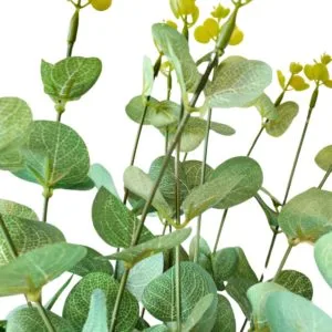 branche d'eucalyptus vert