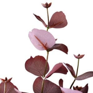 Künstlicher Eukalyptuszweig