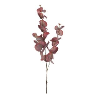 Fliederfarbener Eukalyptuszweig