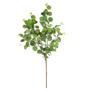 branche d'eucalyptus