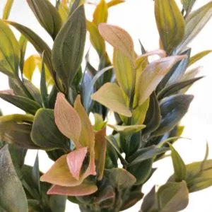 plante à feuilles artificielles