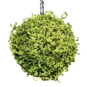 Esfera de musgo
