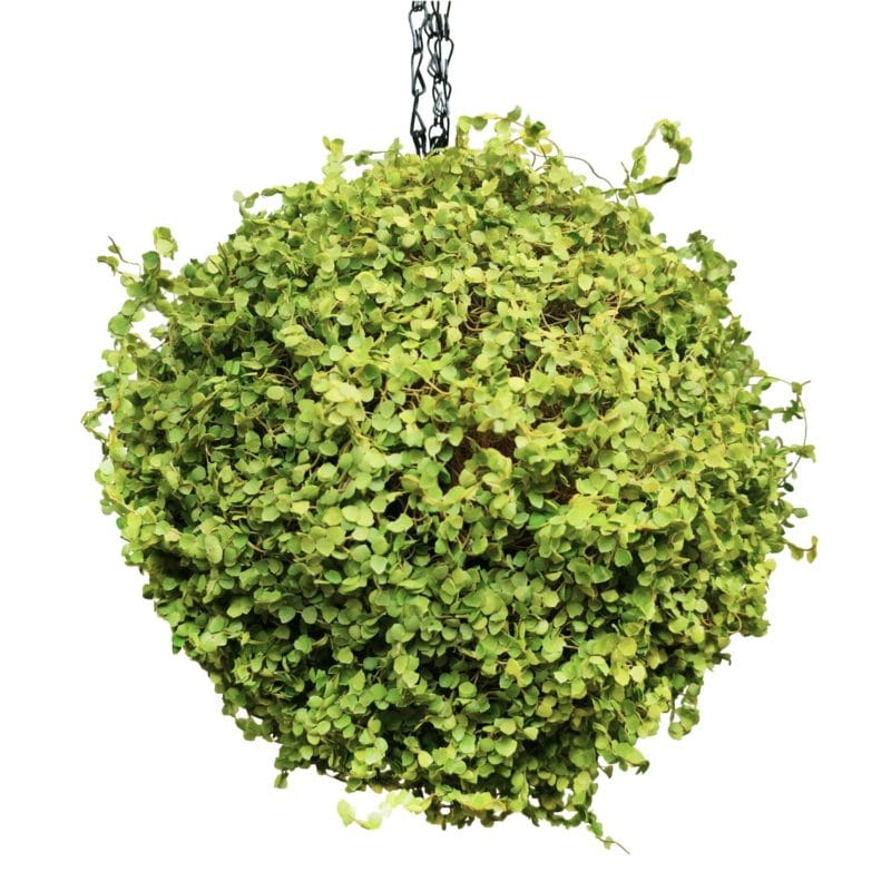 Esfera de musgo