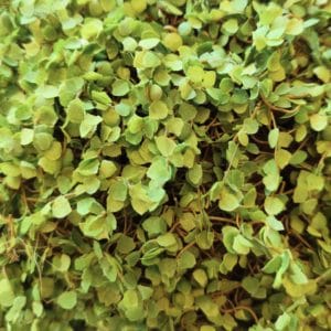 Esfera decorativa de musgo