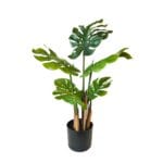 Monstera 80 cm