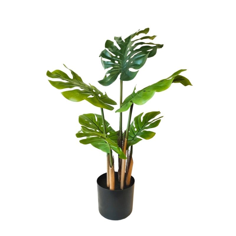 Monstera 80 cm