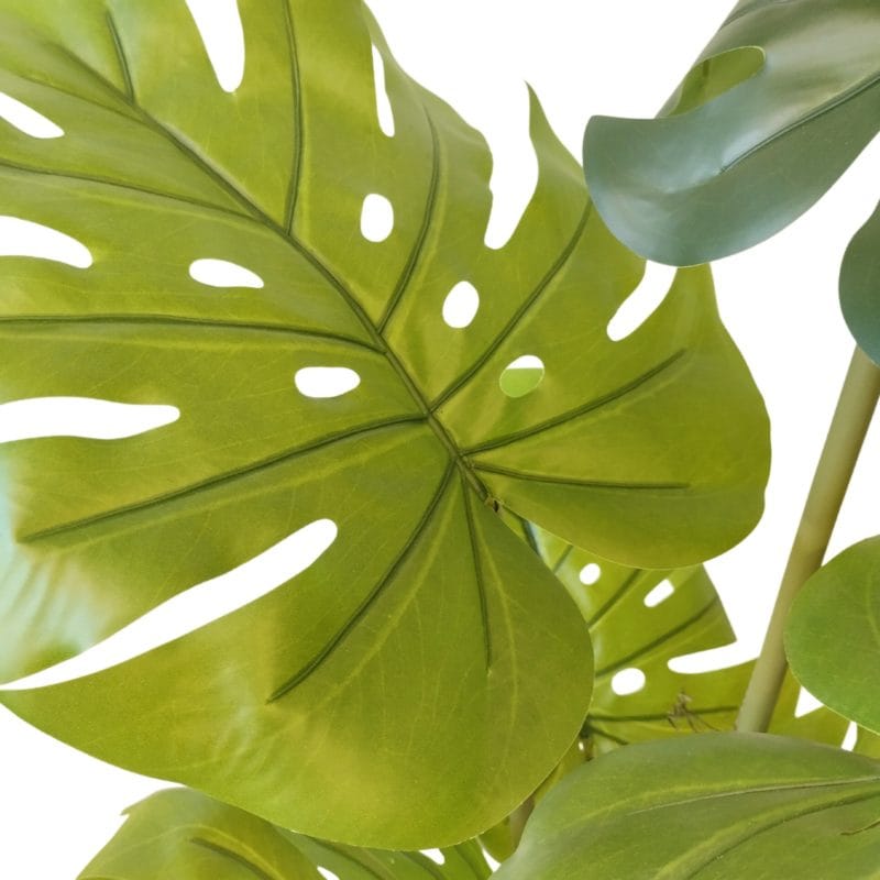 mini monstera tetrasperma Philodendron Minima / Mini Monstera (Rhaphidophora tetrasperma) Plant