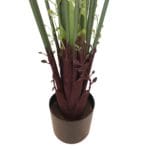 Palmera Areca de exterior 160 cm