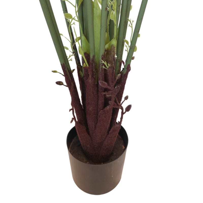 Palmera Areca de exterior 160 cm