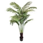 Palmier Areca, 160 cm de haut