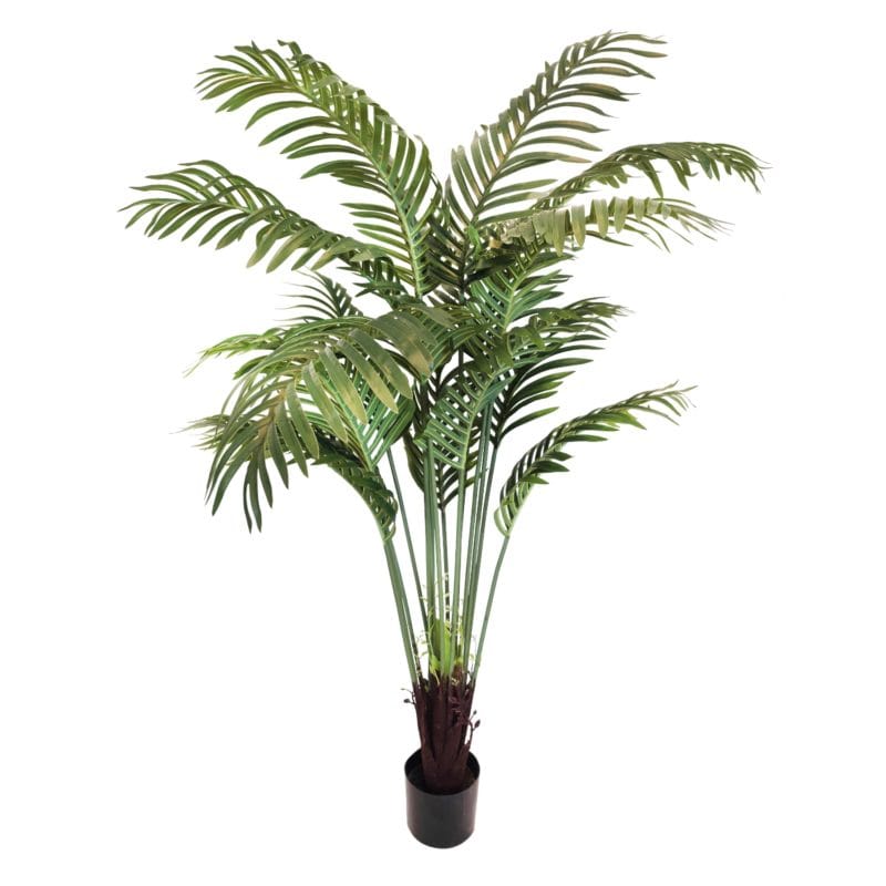 Palmier Areca, 160 cm de haut