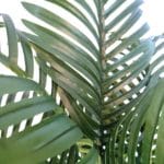 Palmera Areca de exterior 160 cm
