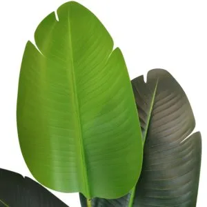 Foglie di Strelitzia per uso esterno, 120 cm