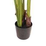 Strelitzia 120 cm