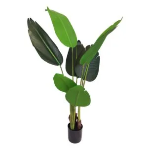 Strelitzia de exterior 120 cm