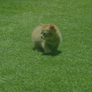 Gazon artificiel pour chats