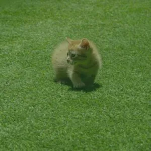 Gespa Artificial per a Gats