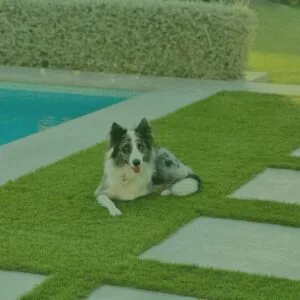 Gespa Artificial per a Mascotes