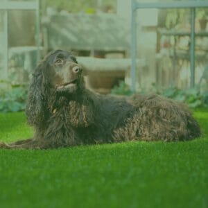 Césped Artificial para Perros