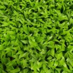 Giardino -mayorel- chiaro - verde