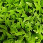 Mayorel-verde chiaro