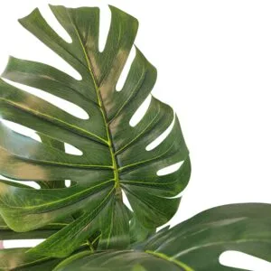 Monstera per esterni