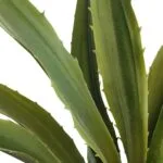 Artificial agave with UV